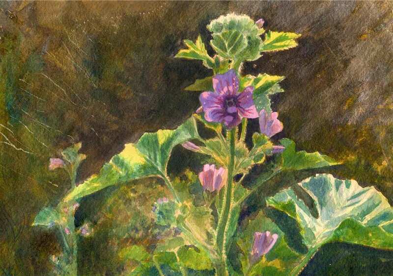 Common Mallow in the last of the sunshine. Waterolour and acrylic inks. 
