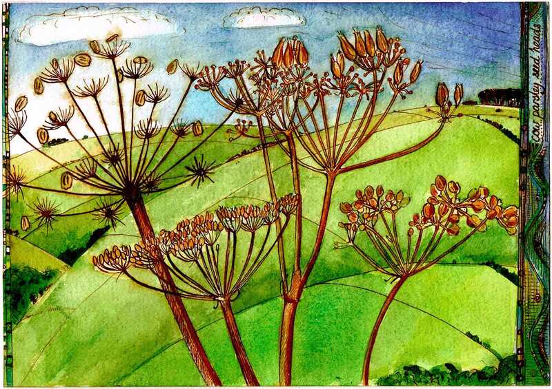 Seedheads, pen and watercolour